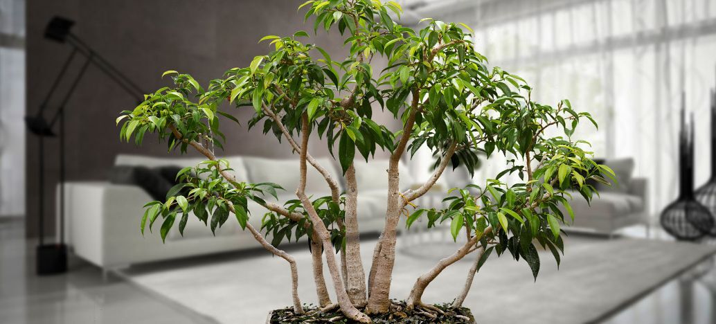 Le Ficus benjamina